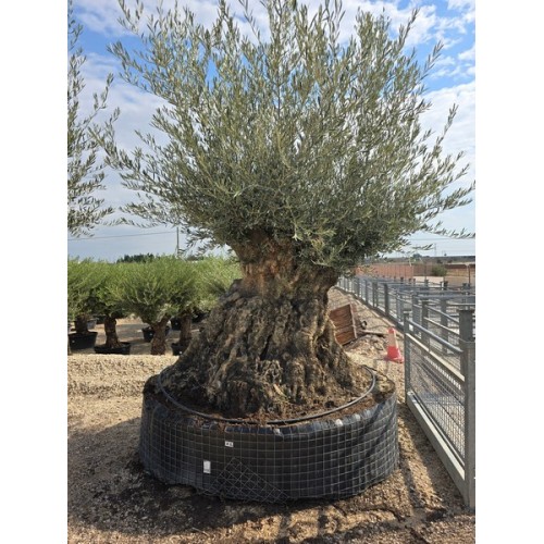Olea Bonsai Lechin MAXI CTM 